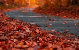 fall leaves on asphalt